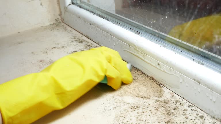 Why You Should Choose Our Mold Remediation Services in Phelan, CA